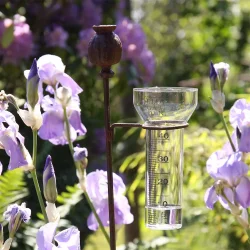 Regnm�ler med valmue